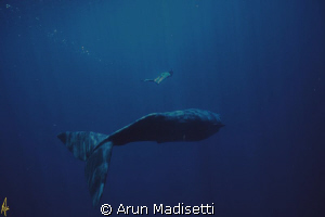 deep blue.
The artist Melissa Cole goes deep to watch a ... by Arun Madisetti 